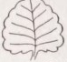 Crenate