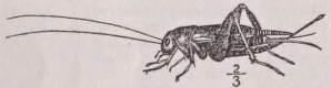Cricket