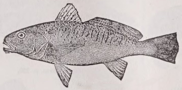 Croaker