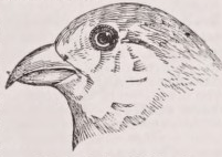 Crossbill