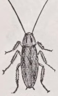 Croton bug
