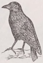 Crow