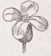Cruciate