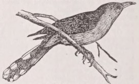Cuckoo
