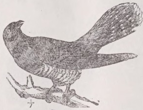 Cuckoo