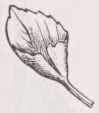 Cucullated