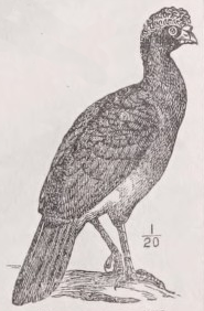 Curassow