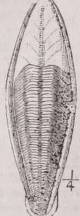 Cuttle bone