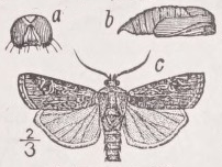 Cutworm