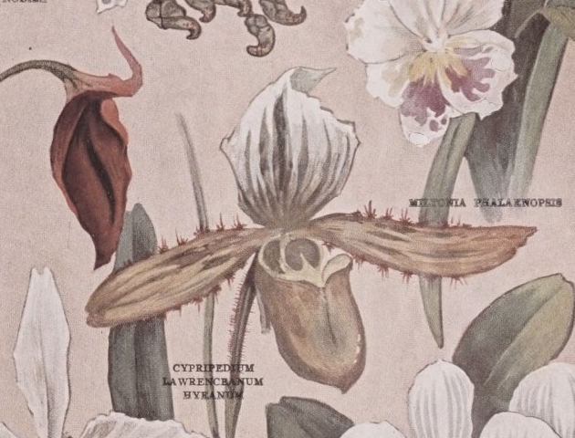 Cypripedium