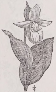 Cypripedium