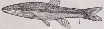 Dace