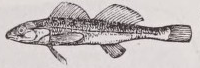 Darter