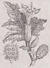 Datura