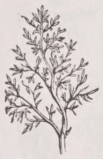 Decompound