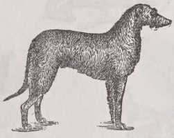 Deerhound
