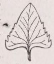 Deltoid
