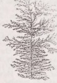Dendrite