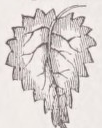 Dentate