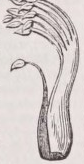 Diadelphous