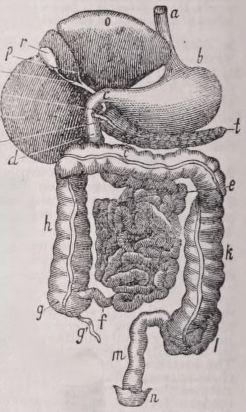 Digestive