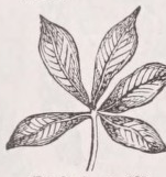 Digitate