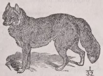 Dingo