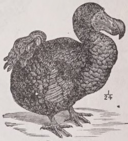 Dodo