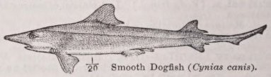 Dogfish