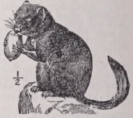 Dormouse