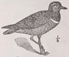 Dotterel