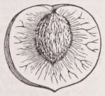 Drupe