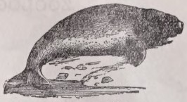 Dugong