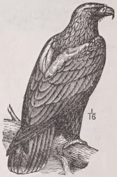 Eagle