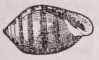 Ear-shell