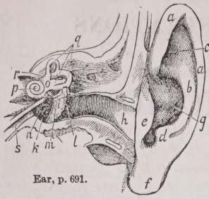 Ear