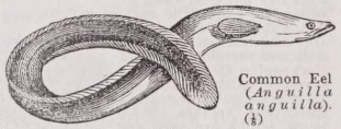 Eel