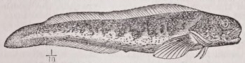 Eelpout