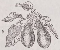 Eggplant