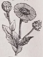 Elecampane