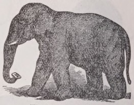 Elephant