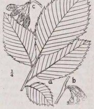 Elm