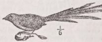 Emu wren
