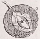 Endocarp