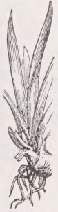Ensiform