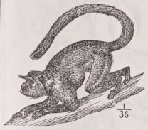 Entellus