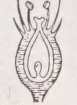 Epigynous