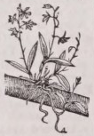 Epiphyte