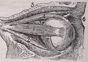 Eye