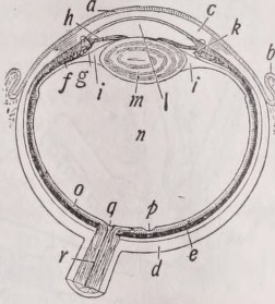 Eye